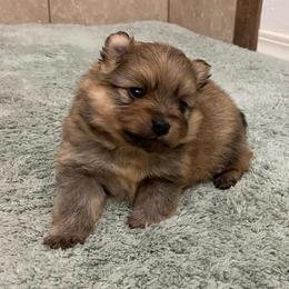 Pretty orange sable - Orange sable female Pomeranian puppy in Kelso, Washington from Highlander Pomeranians