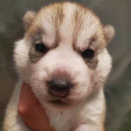 Clove (yellow) - Gray and white female Siberian Husky puppy in Elk River, Minnesota from Naturez Siberians