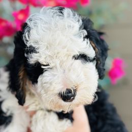 Bernedoodle Puppies from Eden Valley Bernedoodles