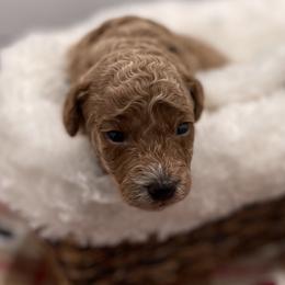 Simba - Red  male Goldendoodle puppy in Kansas City, Kansas from Bella & Ivy’s Mini Goldendoodles of KC