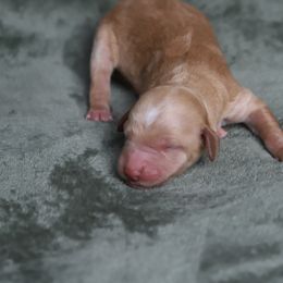 Mira - Apricot female Goldendoodle puppy in Macclenny, Florida from Baker County Goldendoodles