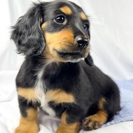 Limon - Black and tan female Dachshund puppy in Sacramento, California from MiniDoxPups