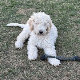 Goldendoodle Puppies from Johnson & Co Doodles