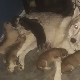 Siberian Huskies from Larry's Siberian Huskies
