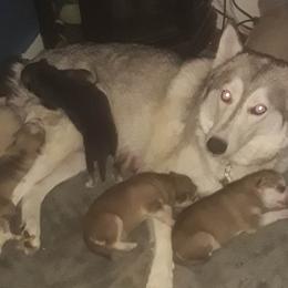 Siberian Huskies from Larry's Siberian Huskies