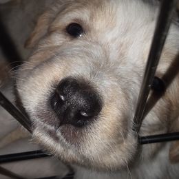 English Shepherd Puppies from ThreeDarkBays English Shepherds