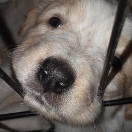 English Shepherd Puppies from ThreeDarkBays English Shepherds