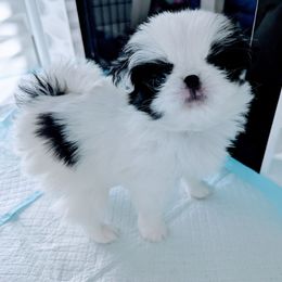 Girl 2 - White and black female Japanese Chin puppy in Snohomish, Washington from Musashi Japanese Chin