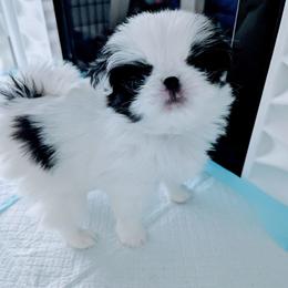 Girl 2 - White and black female Japanese Chin puppy in Snohomish, Washington from Musashi Japanese Chin