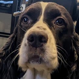 Donna - English Springer Spaniel