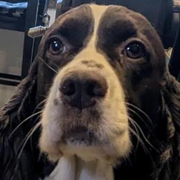 Donna - English Springer Spaniel