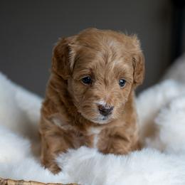 Jessie - Apricot female Schnoodle puppy in Grove, Oklahoma from Grand Lake Poodles & Doodles