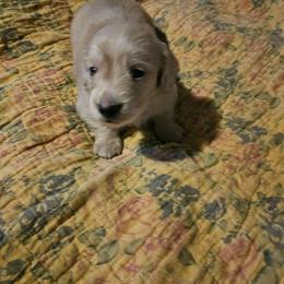 Andy - Red male Dachshund puppy in Lebanon, Oregon from Willow Moons Dachshunds