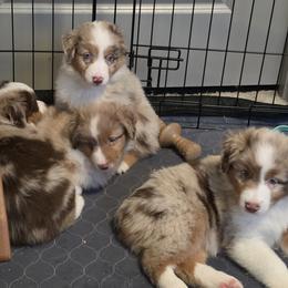 Miniature American Shepherd Puppies from Azure Miniature American Shepherds