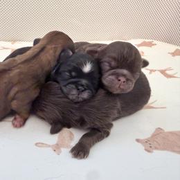 Chocolate girl - Liver female Shih Tzu puppy in Douglas, Massachusetts from Majesty’s Shih Tzus