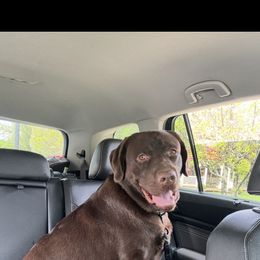 Wylee - Labrador Retriever