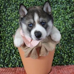 Orange - Agouti and white female Siberian Husky puppy in York, Pennsylvania from Spalla Pups
