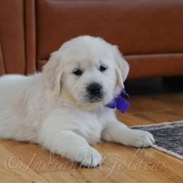 Miss Purple - Light golden female Golden Retriever puppy in Bedford, Indiana from Indiana Goldens
