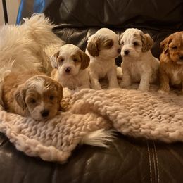 Boy 1 - Red and white Cockapoo puppy in Birdsboro, Pennsylvania from Cooper Family Cockapoos