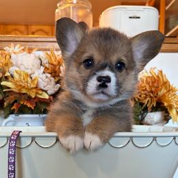 Ollie The Orca- Purple Collar - Sable male Pembroke Welsh Corgi puppy in Olathe, Colorado from Rocking LJ Breeding