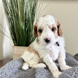 Fuji - Blenheim Cavapoo puppy in Pleasant Grove, Utah from Destination Doodles