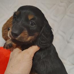 Puppy 1 - Black and tan male Dachshund puppy in Clayton, Indiana from Love Struck Miniature Dachshunds