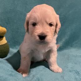 Peyton - Light golden male Golden Retriever puppy in Ennis, Texas from Amberidge Golden Retrievers