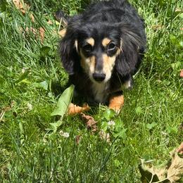 Maz - Dachshund