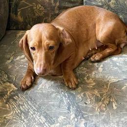 Clarice - Dachshund