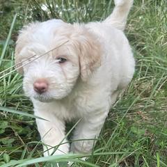 Barbado da Terceira Puppies from Serenity lake farm