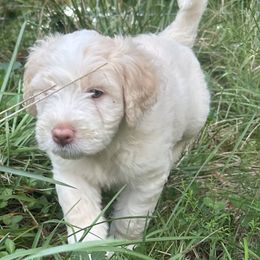Barbado da Terceira Puppies from Serenity lake farm