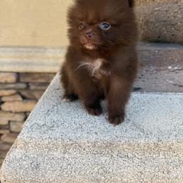 Sadie - Chocolate female Pomeranian puppy in Corpus Christi, Texas from Crown Rose Pomeranians