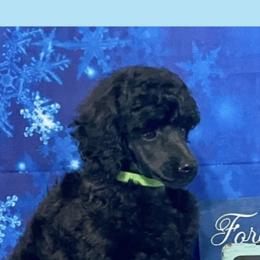 Kerry Blue Terrier and Poodle Puppies from Thelmarys Hernandez