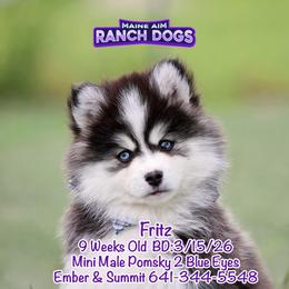Fritz - Black and white male Pomsky puppy in Humeston, Iowa from M.A.R. Dogs