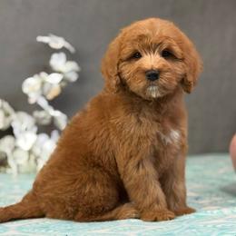 Meadow - Apricot female Goldendoodle puppy in Norton, Ohio from Keepsake Doodles