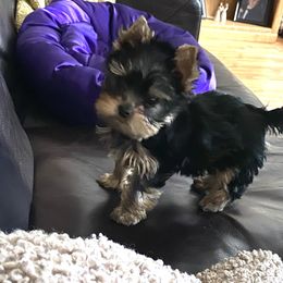 Yorkshire Terrier Puppies from Endeavor Yorkshire Terriers