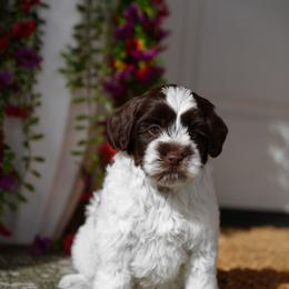 Meena - Chocolate female Australian Labradoodle puppy in Clarksville, Tennessee from Fairytale Lane Australian Labradoodles