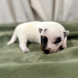 Bumblebee - Blue male Australian Cattle Dog puppy in Rosharon, Texas from 4Surge Cattle Dogs