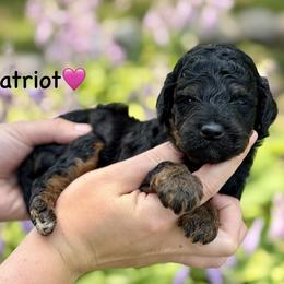 Patriot - Black phantom female Aussiedoodle puppy in Lancaster, Minnesota from Finney Ranch