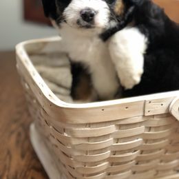 Aussiedoodle Puppies from Ohana Companions