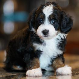 Meg - Tri-color female Bernedoodle puppy in Dundee, Ohio from Down Home Doodle