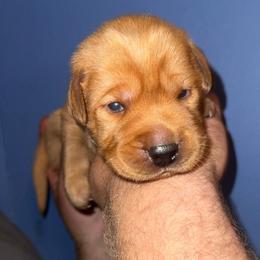 Tito - Yellow male Labrador Retriever puppy in Seneca, Pennsylvania from Barrett Farm Labradors