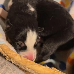 Girl 2 - Black and white female Siberian Husky puppy in Spring Hill, Florida from Whitmore Wolfpack LLC