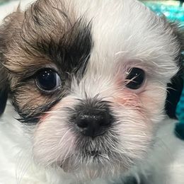 Shih Tzus from Jay&Ray Shih Tzu’s