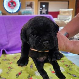Little lady - Black brindle female Cane Corso puppy in Winchester, Virginia from Paladin's Cane Corsos