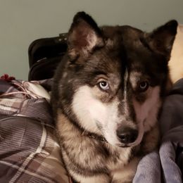 Siberian Huskies from M.B.A Farms