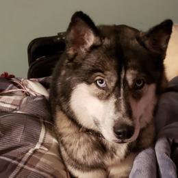 Siberian Huskies from M.B.A Farms