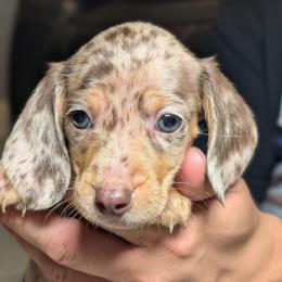 Maximus - Dapple male Dachshund puppy in Waddell, Arizona from The Bearded Companions