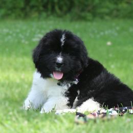 Boy 1 - White and black male Newfoundland puppy in Kimball Twp, Michigan from Pine River Newfoundlands