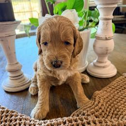 Girl 7 Aloha - Apricot female Goldendoodle puppy in Anthem/Phoenix, Arizona from Ironwood Doodles